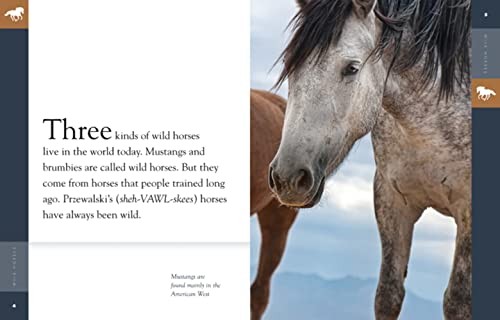 Amazing Animals Wild Horses – GOOD