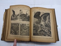 The Savage World A Complete Natural History J.W. Buel (1891, HC) 1st Eds Book
