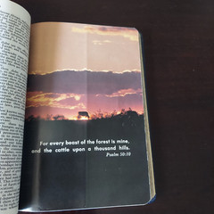 Lot Of 2 Holy Bibles – Versions: New World Translation Watchtower & King James