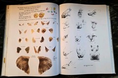 NOAH’S ARK Animal Art by Rien Poortvliet 1986