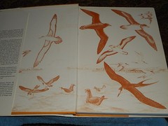 Ocean Birds Lars Lofgren 1984 HC/DJ 1st Edition Orinthology SEABIRDS Textbook