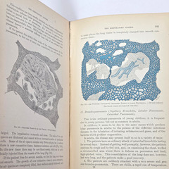 Handbook Pathological Anatomy Histology Delafield Prudden 1889 HC Wood Engraving