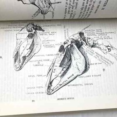Animal Painting and Anatomy Soft Cover Book 336 pages with 200 illustrations