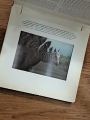 Dinosaur Photicular Hardcover Book Created By Dan Kainen & Kathy Wollard