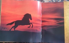 CARDENAS: HORSES & HOME By Robert Vavra HC/DJ Beautiful Coffee Table Book!