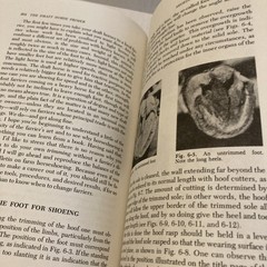 The Draft Horse Primer by Maurice Tellen 1977 Paperback 392 Pages