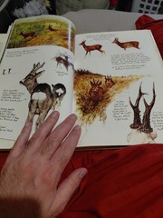 The Living Forest by Rien Poortvliet (1979, Hardcover)