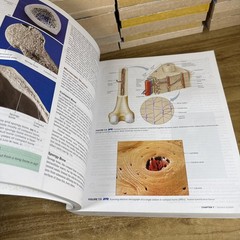 ISE Hole’s Human Anatomy & Physiology 16th Edition Paperback Acceptable