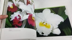 The 19th World Orchid Conference in Miami FL – 2008 (Hardcover Book) 504 Pages