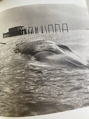When the Whale Came to My Town by Jim Young (1974, Hardcover)