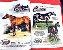 SALE ENDS 6/15! 2008 Quarter Horse Journal STALLION EDITION Book, PEPTOBOONSMAL