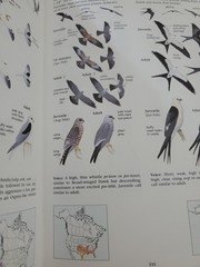 The North American Bird Guide By David Sibley Flex Cover 544 pages