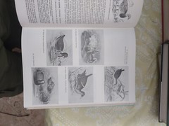ENCYCLOPAEDIA OF AVICULTURE, (V. 1) By Abram Rutgers & K A Norris – Hardcover