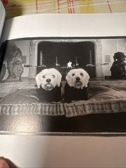 HOUND FOR THE HOLIDAYS: A BARK AND SMILE BOOK (BARK & By Kim Levin – Autographed