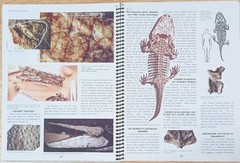 FOSSIL FACTS & FANTASIES By Joe Taylor Soft Cover Spiral Bound RARE! VG+ Cond.