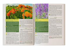 The Lost Book of Herbal Remedies II (paperback with color pictures)
