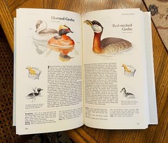 Vintage Reader’s Digest „BOOK of NORTH AMERICAN BIRDS”, hardcover, 576 pgs, Mint