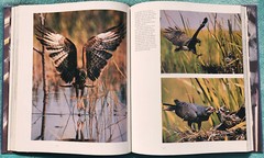 The Wonder of Birds Robert M. Poole 1983 Hardcover 280 Pages Of Amazing Birds