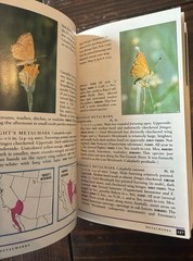 Field Guide to Western Butterflies by Paul A. Opler (1999, Trade Paperback)