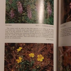 Ellis & Chester Spring Wildflowers Land Between the Lakes 1971 PB Illustrated