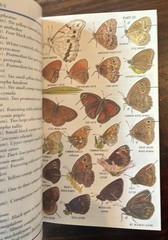 Field Guide to Western Butterflies by Paul A. Opler (1999, Trade Paperback)