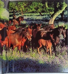 The Andalusian: A Portrait (Robert Vavra • 1st/1st • 1991 • Signed & Inscribed)