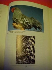 THE ILLUSTRATED ENCYCLOPEDIA OF FLY-FISHING BY SILVIO CALABI ((O)) 336 PAGES