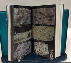 NATIONAL AUDUBON SOCIETY FIELD GUIDES – TREES, BIRDS, FOSSILS & WEATHER PBs