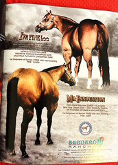 SALE ENDS 6/15! 2008 Quarter Horse Journal STALLION EDITION Book, PEPTOBOONSMAL