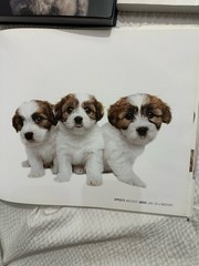 4 Dog Books