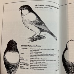 The Gloster Fancy Canary – Guide To Keeping, Breeding N.J. Barrett + C.Blackwell