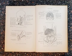 Medicine And The Allied Sciences, Samuel Fomon, Volume 1, 1919, Hardcover