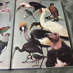 James Fisher and Roger Tory Peterson’s World of Birds