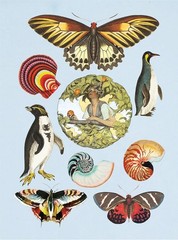 The Antiquarian Sticker Book: Over 1,000 Exquisite Victorian Stickers (The