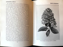 Antique Forestry Tree Identification Botany Nature Study 4 Book Lot 1919-1925