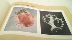 Nature’s Art : The Inner and Outer Dimensions of the Shell by William A. Conklin