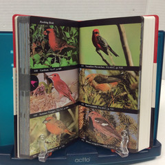 NATIONAL AUDUBON SOCIETY FIELD GUIDES – TREES, BIRDS, FOSSILS & WEATHER PBs