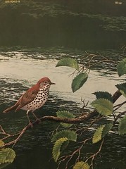 Album of Birds by Tom McGowen, Rod Ruth – Drawings & Color Illustration￼￼￼￼s