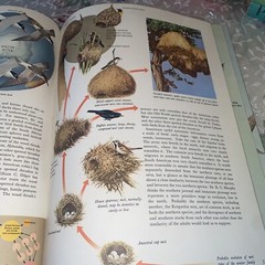 THE WORLD OF BIRDS, J. Fisher, Roger Tory Peterson, 1st Ed, 1964, HCDJ
