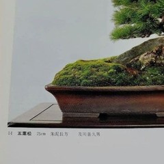 Kazuki Exhibition Bonsai Catalog 1980 84 Pots Japan Vintage 9.5×9.9in