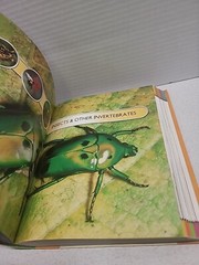 The Living World Paperback By Miles Kelly Life On Earth Illustrated 7″ x 9″