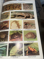 The New Century Dictionary Deluxe Illustrated Edition 1957 VGC
