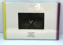 Why We Love Cats by Kim Levin. Kitty, Pets at Play, Best Friend Furry and Fluffy