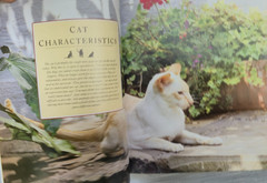 The Complete Cat Book by Paddy Cutts 1999 Barnes & Noble