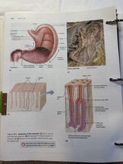 Human Anatomy & Physiology Laboratory Manual 13th Edition Loose Leaf Cat Version