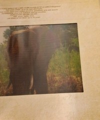 Safari: A Photicular Book