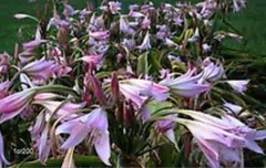 Jumbo (22+ cm) X POWELLII Crinum Lily Bulb – US Seller!