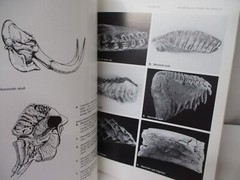 Florida’s Fossils by Brown Guide to Location, Identification and Enjoyment book