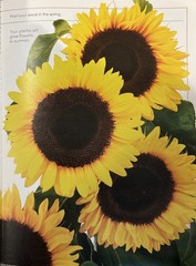 What Shall I Grow? – 0439081963, paperback, RAY GIBSON