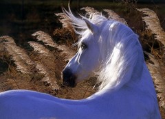 Cardenas Horses and Home by Robert Vavra: Brand New & Signed Limited Edition